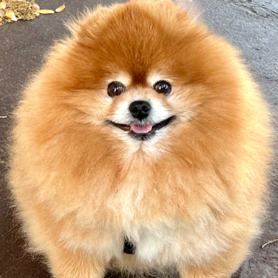 Simba